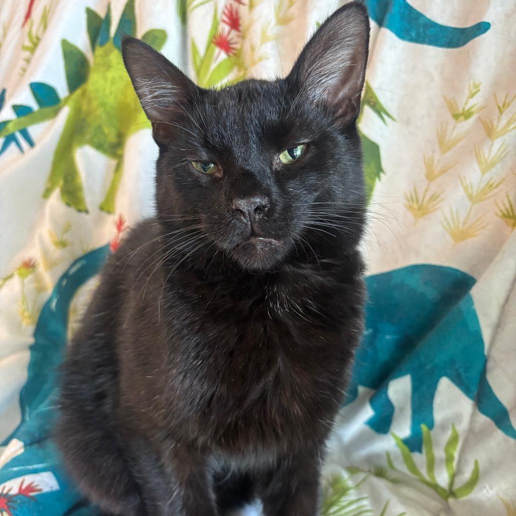 Rigby 7C26, Adoptable, Young Male Domestic Short Hair & Domestic Short Hair.