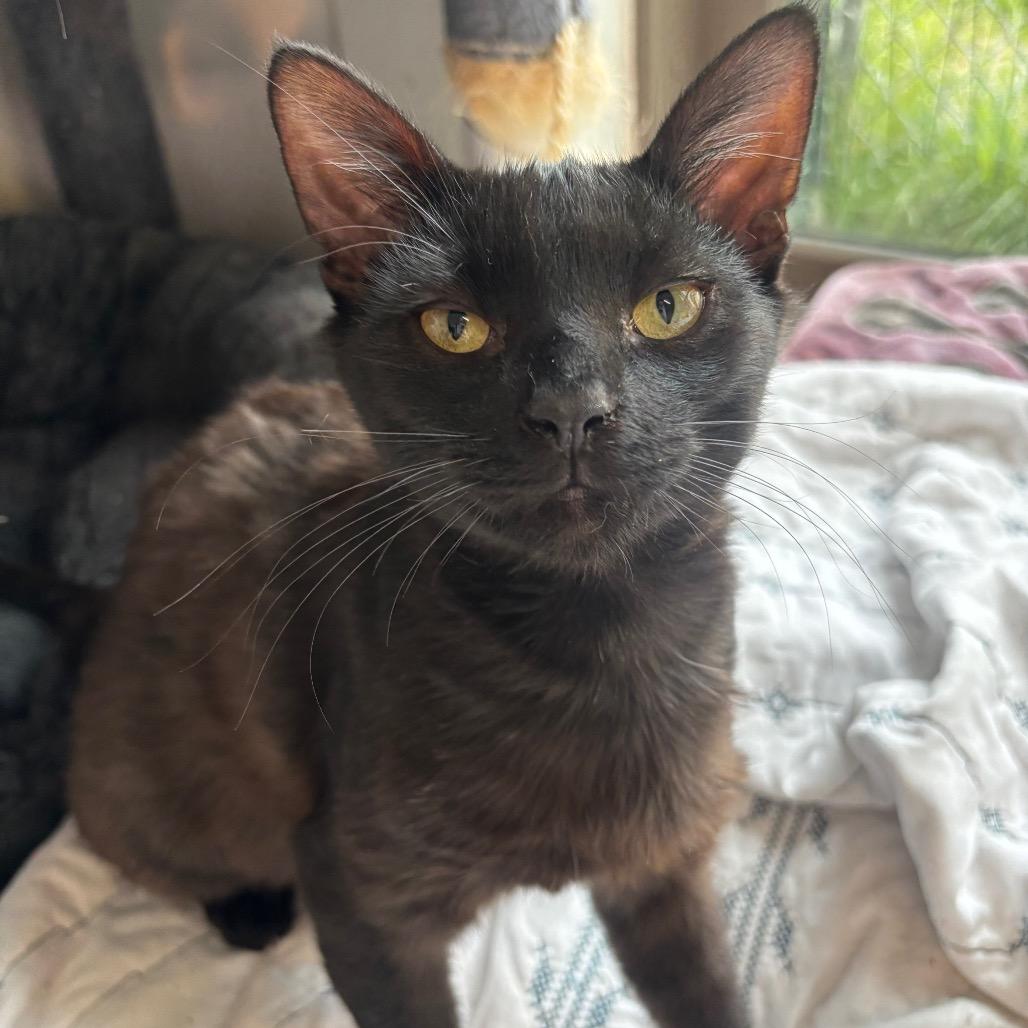 Rigby 7C26, Adoptable, Young Male Domestic Short Hair & Domestic Short Hair.