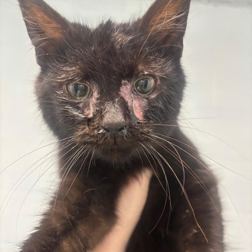 Enlarge Rigby 7C26, a Adoptable mixed breed in Napoleon, OH image 1/6