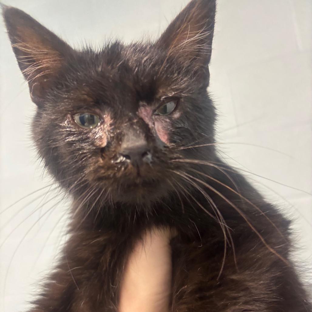 Enlarge Rigby 7C26, a Adoptable mixed breed in Napoleon, OH image 2/6