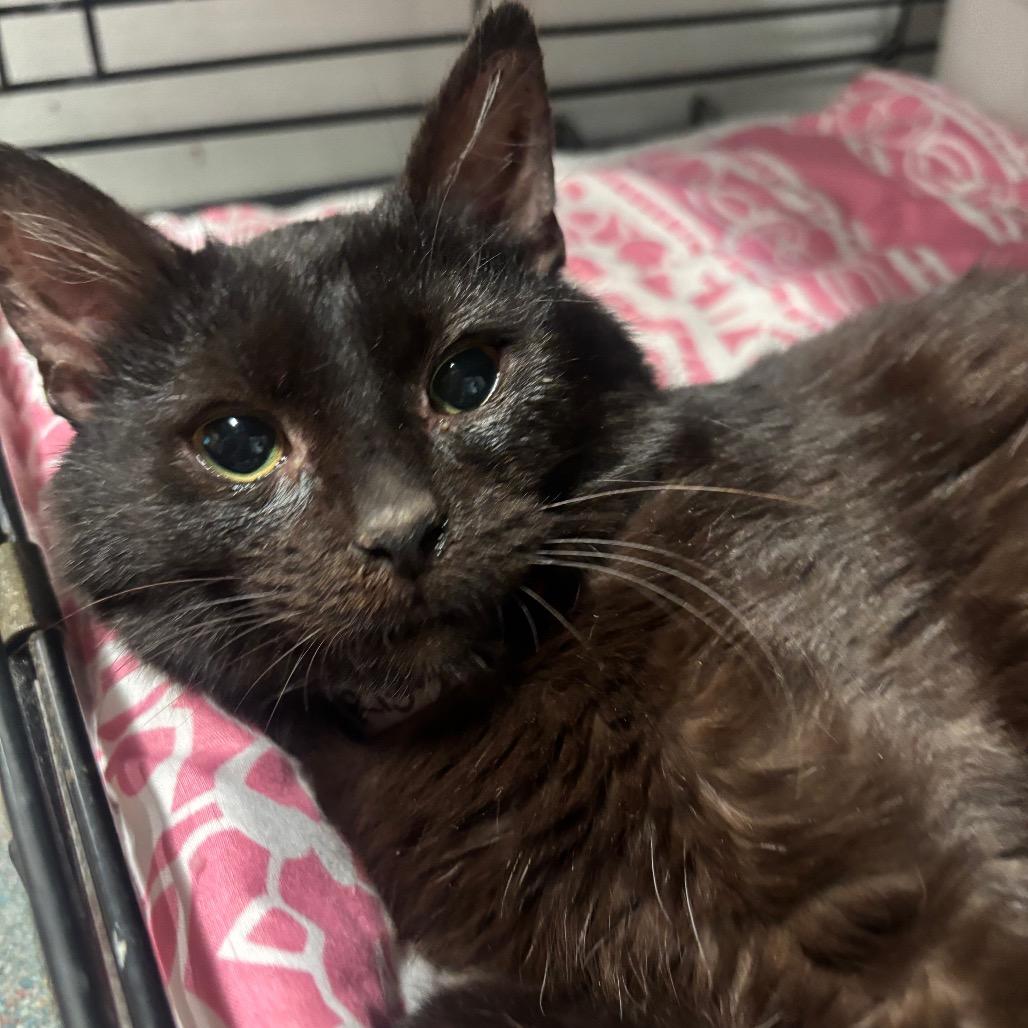 Enlarge Rigby 7C26, a Adoptable mixed breed in Napoleon, OH image 3/6