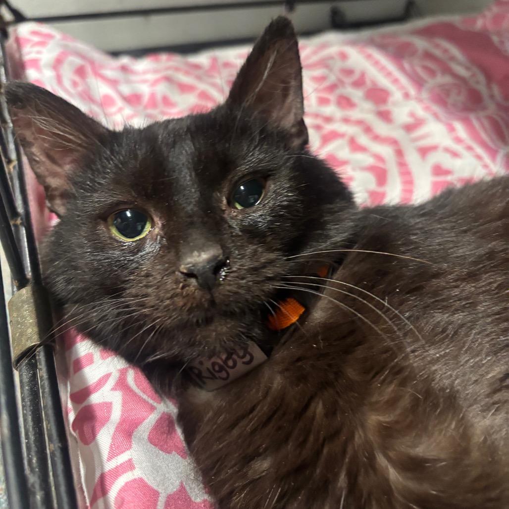 Enlarge Rigby 7C26, a Adoptable mixed breed in Napoleon, OH image 4/6