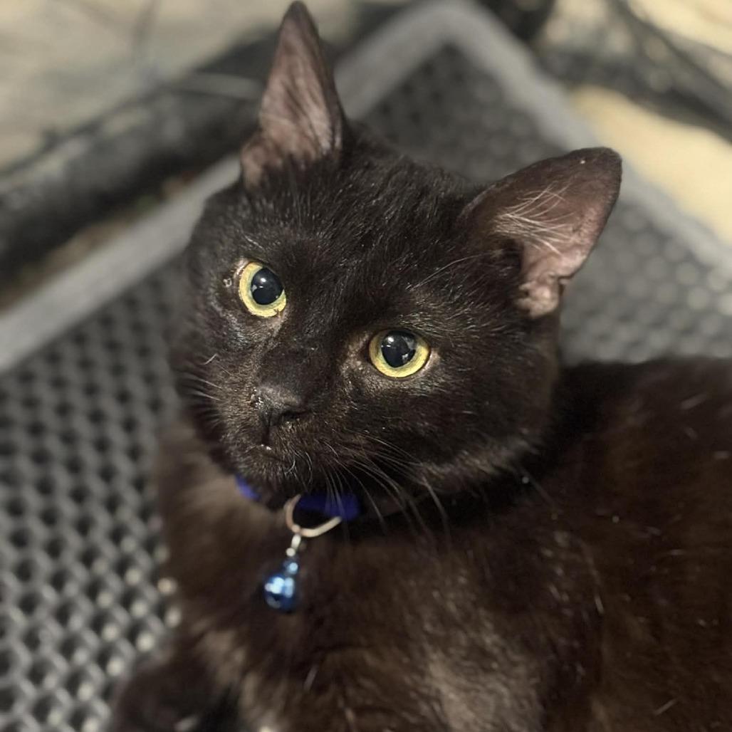 Enlarge Rigby 7C26, a Adoptable mixed breed in Napoleon, OH image 5/6