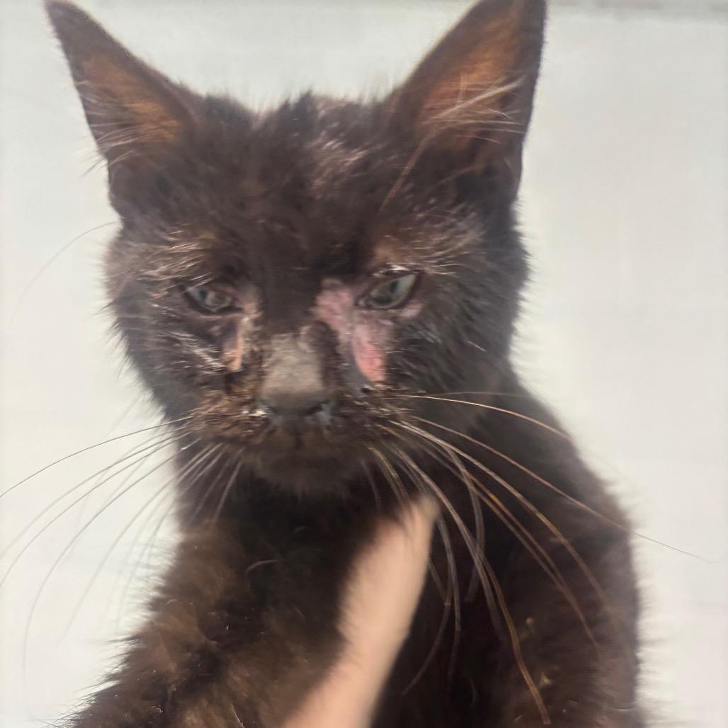 Enlarge Rigby 7C26, a Adoptable mixed breed in Napoleon, OH image 6/6