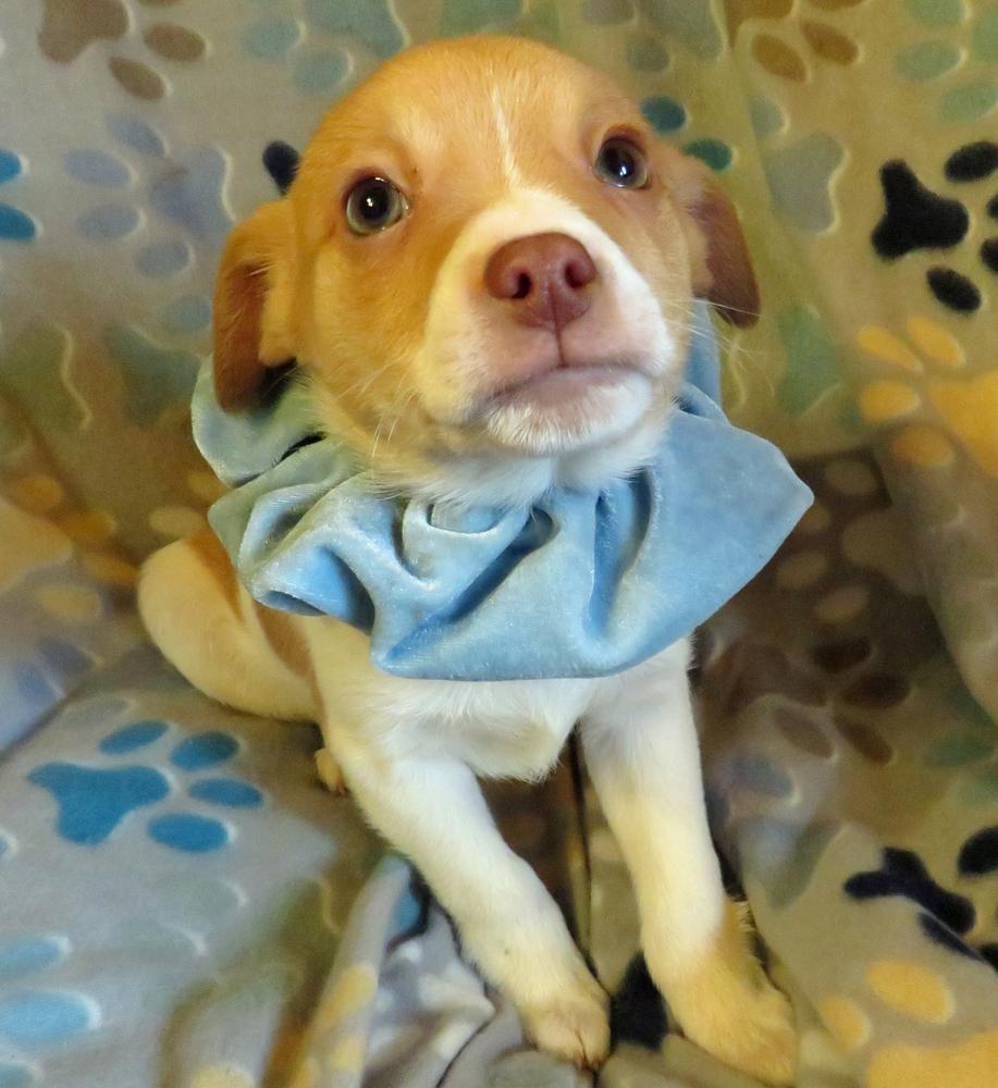 Wally, Adoptable, Puppy Male Chihuahua & Jack Russell Terrier.
