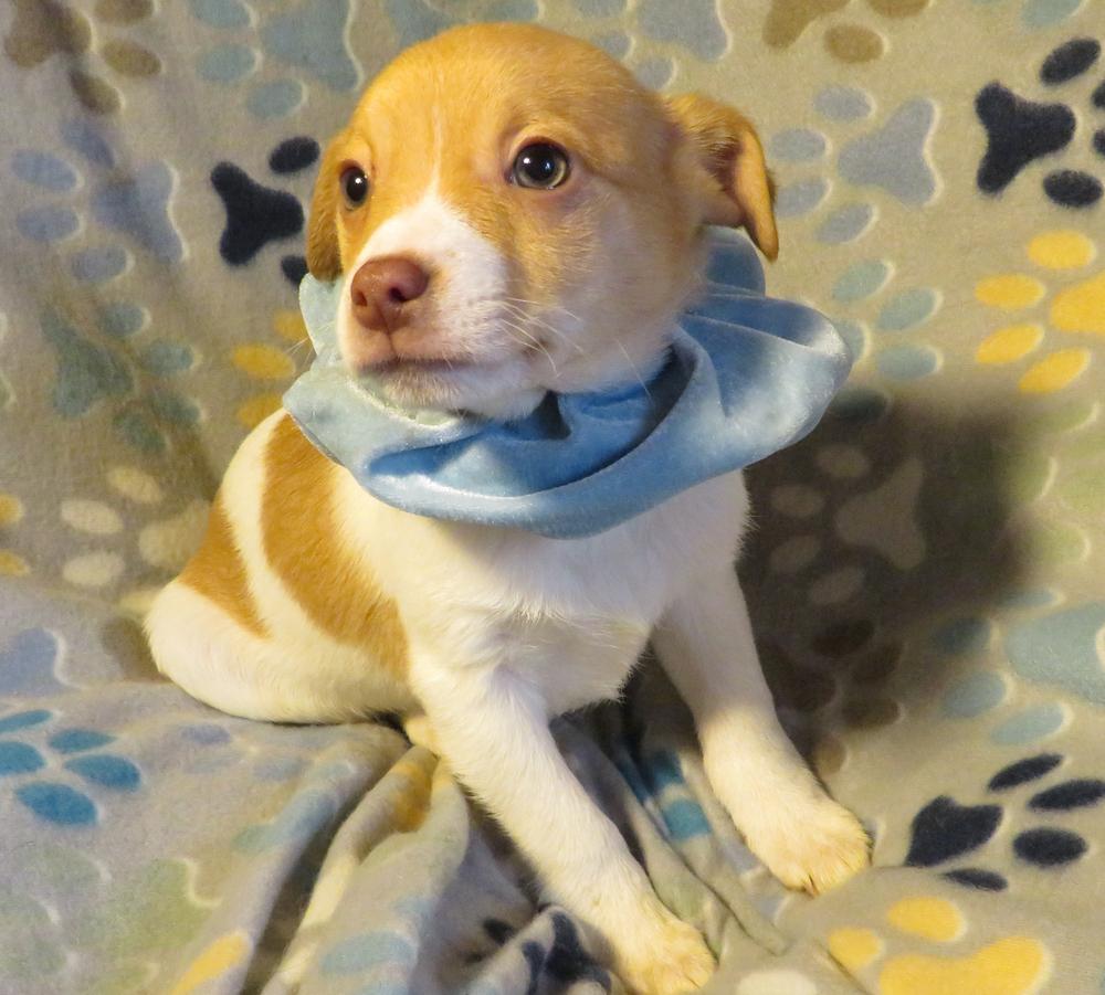 Wally, a Adoptable mixed breed in Crown Point, IN image 4/6