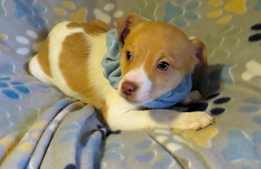 Wally, a Adoptable mixed breed in Crown Point, IN image 5/6