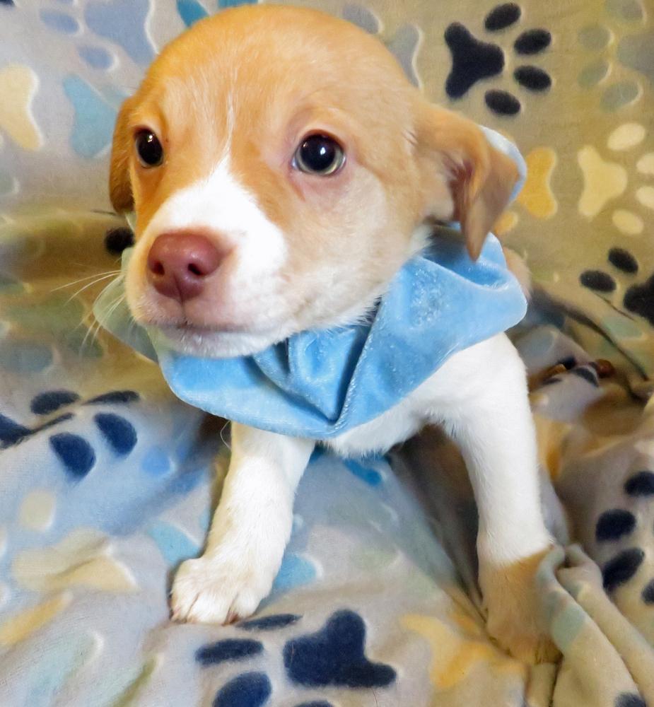 Wally, a Adoptable mixed breed in Crown Point, IN image 6/6