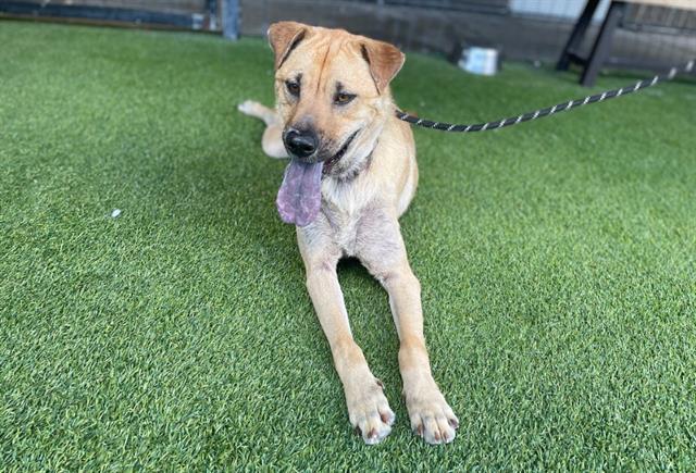 ROCKY, Adoptable, Young Male Labrador Retriever & Black Mouth Cur.