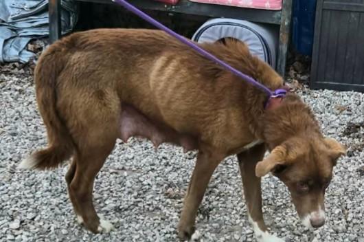 Little Debbie, Adopted, Adult Female Australian Shepherd.