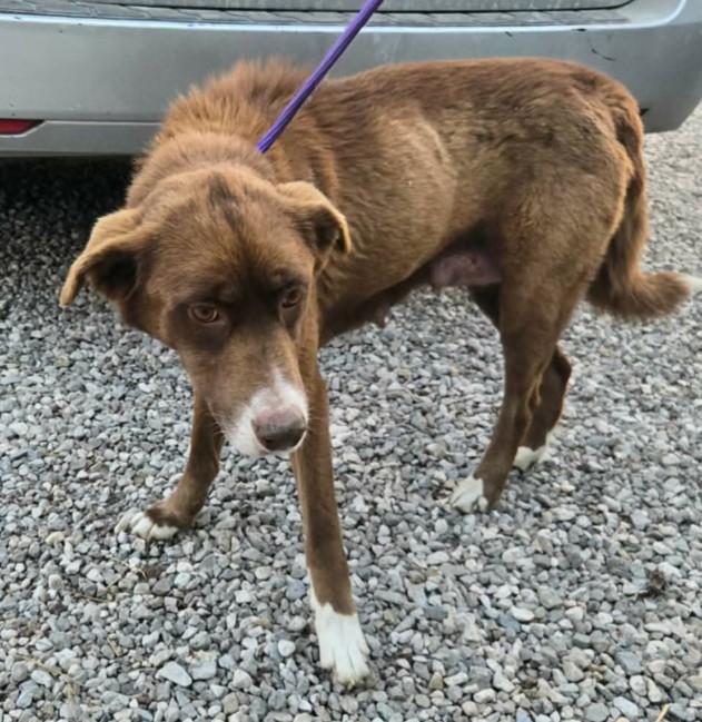 Enlarge Little Debbie, a Adopted Australian Shepherd in Ontario, CA image 2/5