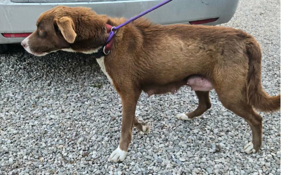 Enlarge Little Debbie, a Adopted Australian Shepherd in Ontario, CA image 3/5