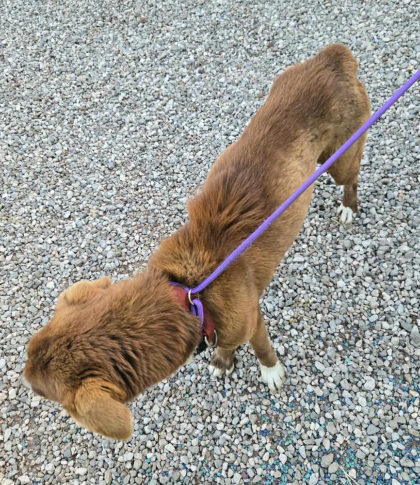 Enlarge Little Debbie, a Adopted Australian Shepherd in Ontario, CA image 4/5