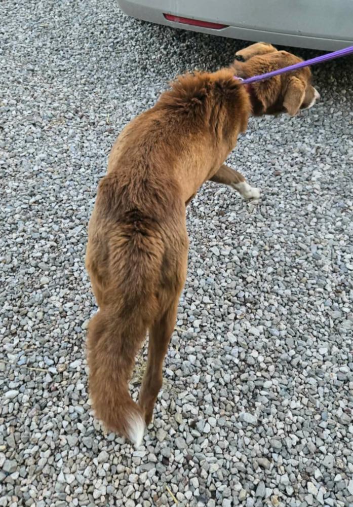 Enlarge Little Debbie, a Adopted Australian Shepherd in Ontario, CA image 5/5