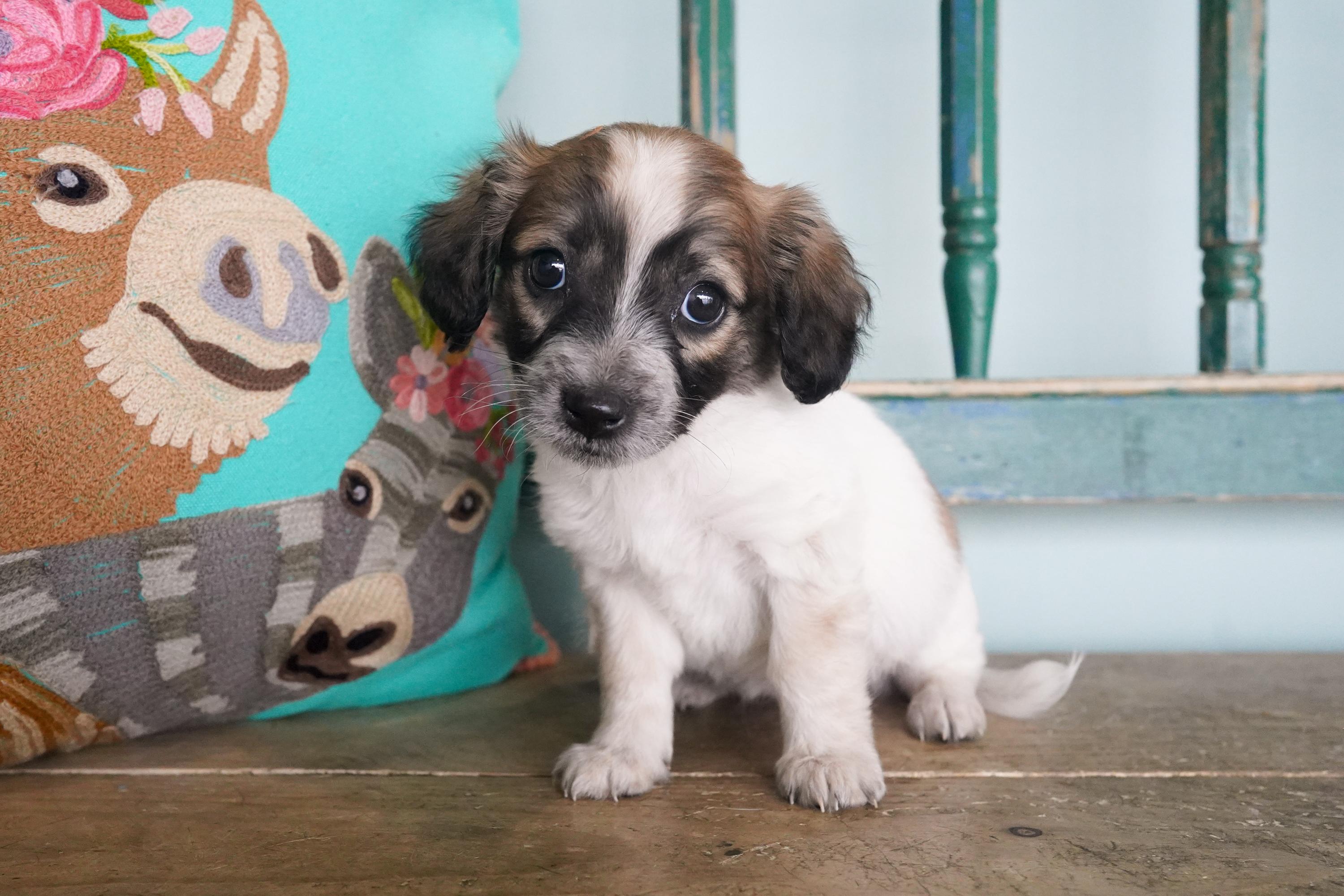 Pez, adopted, Puppy Female Dachshund & Shih Tzu.