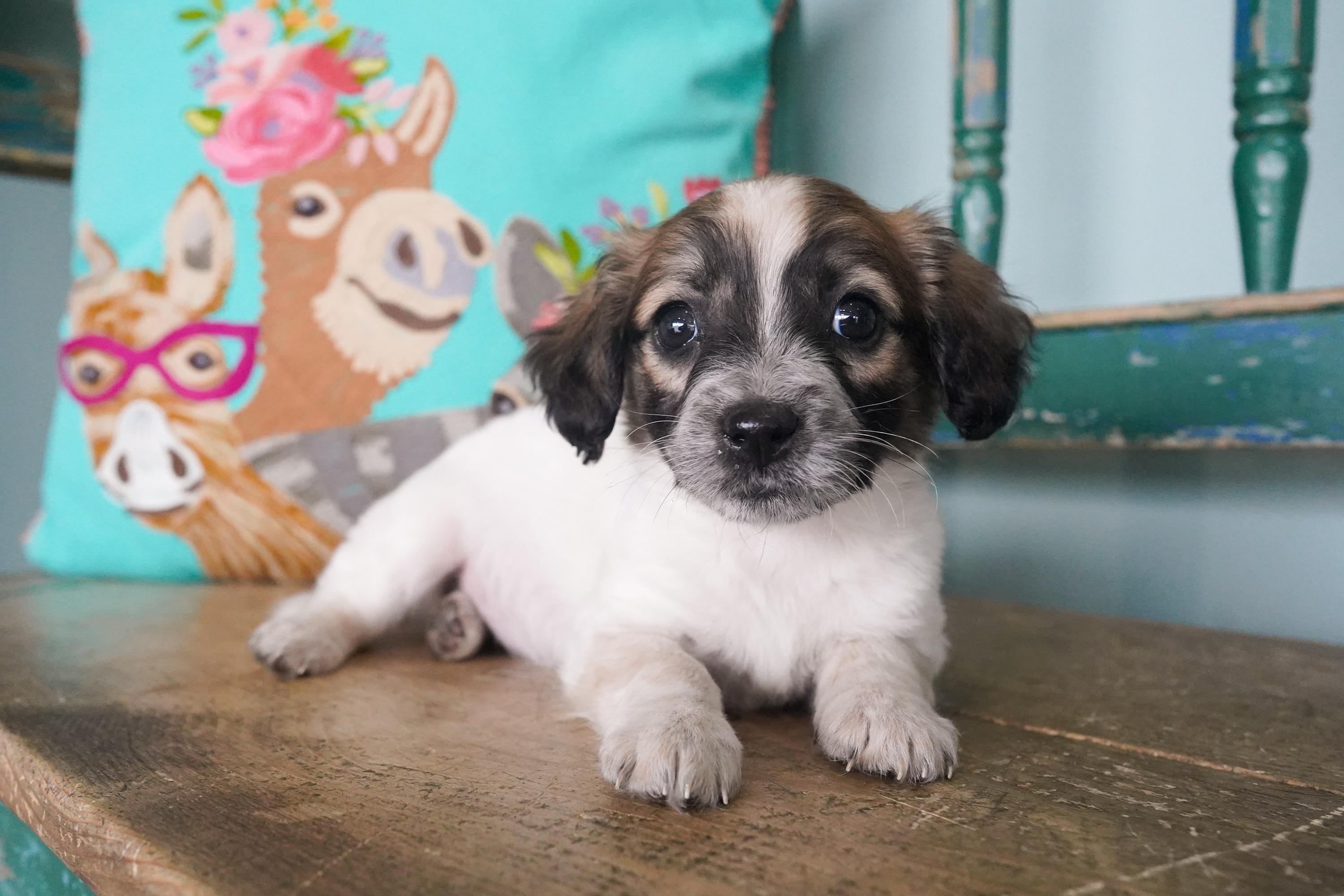 Pez, an adopted mixed breed in San Antonio, TX image 2/3