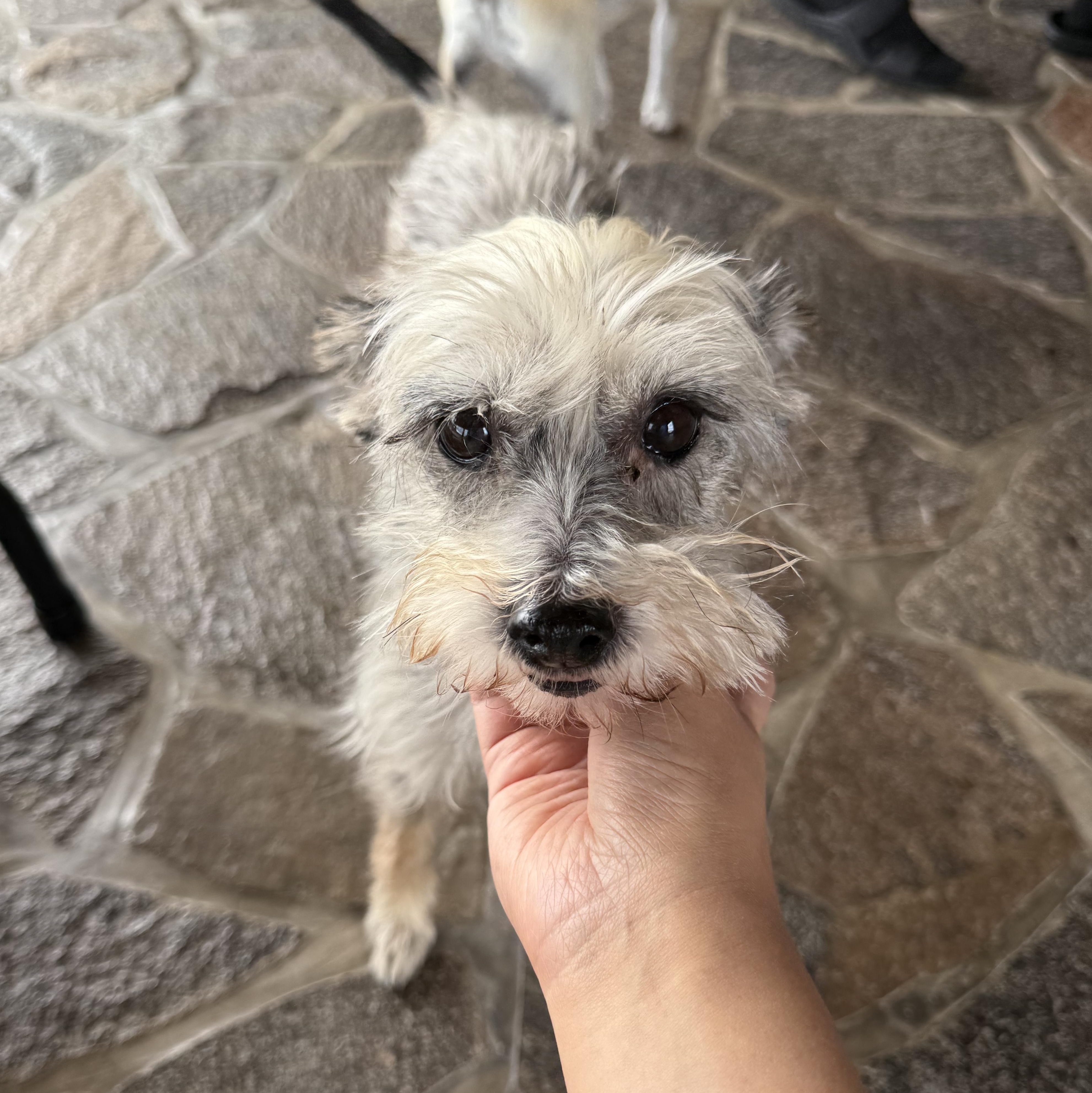 Concha, a ADOPTABLE mixed breed in Sherwood, OR image 2/6