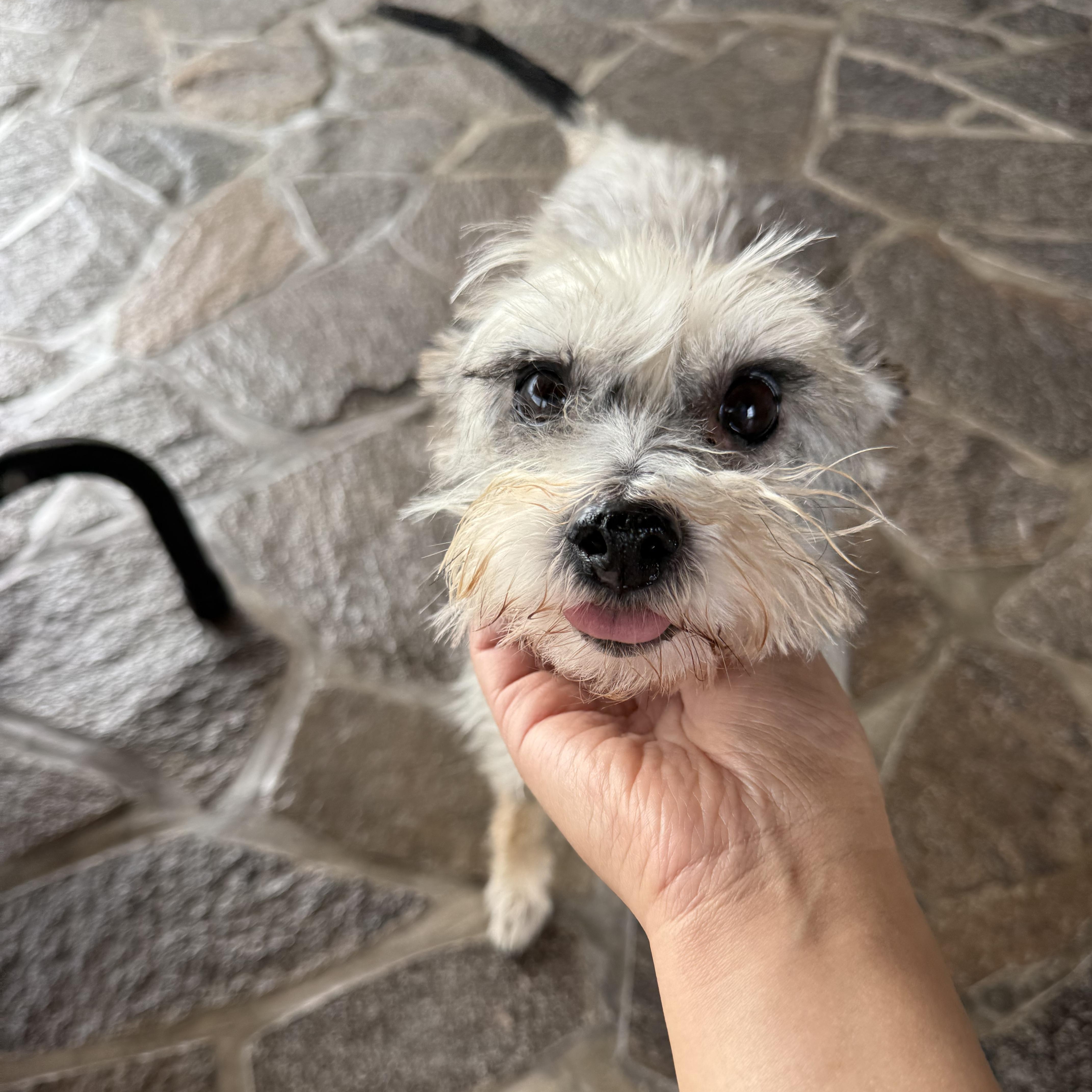 Concha, a ADOPTABLE mixed breed in Sherwood, OR image 6/6