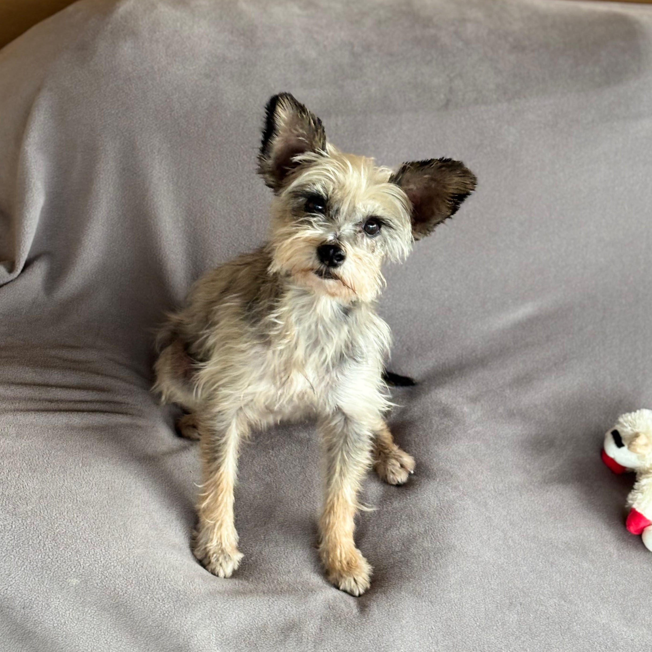 Concha, a ADOPTABLE mixed breed in Sherwood, OR image 4/6