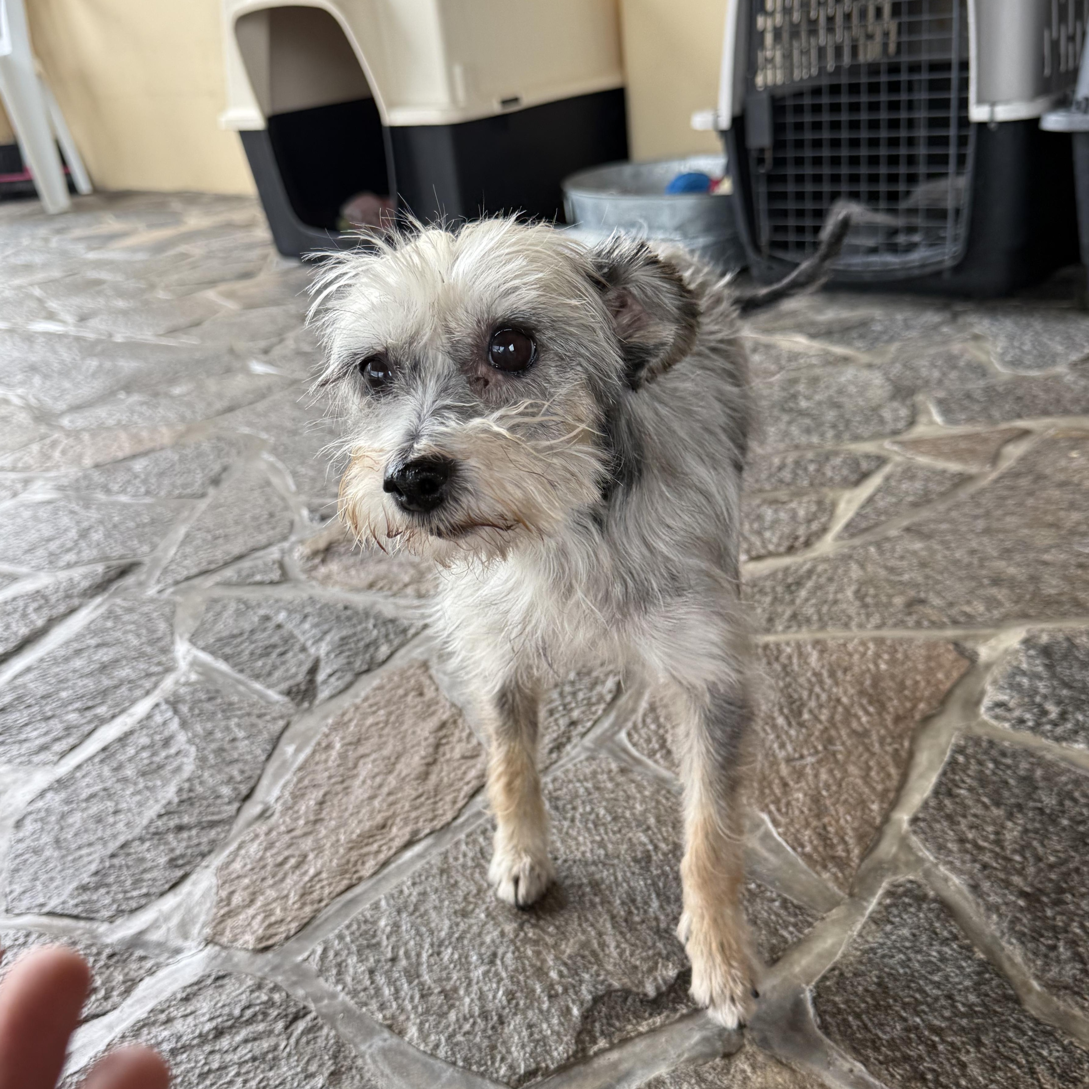 Concha, a ADOPTABLE mixed breed in Sherwood, OR image 5/6