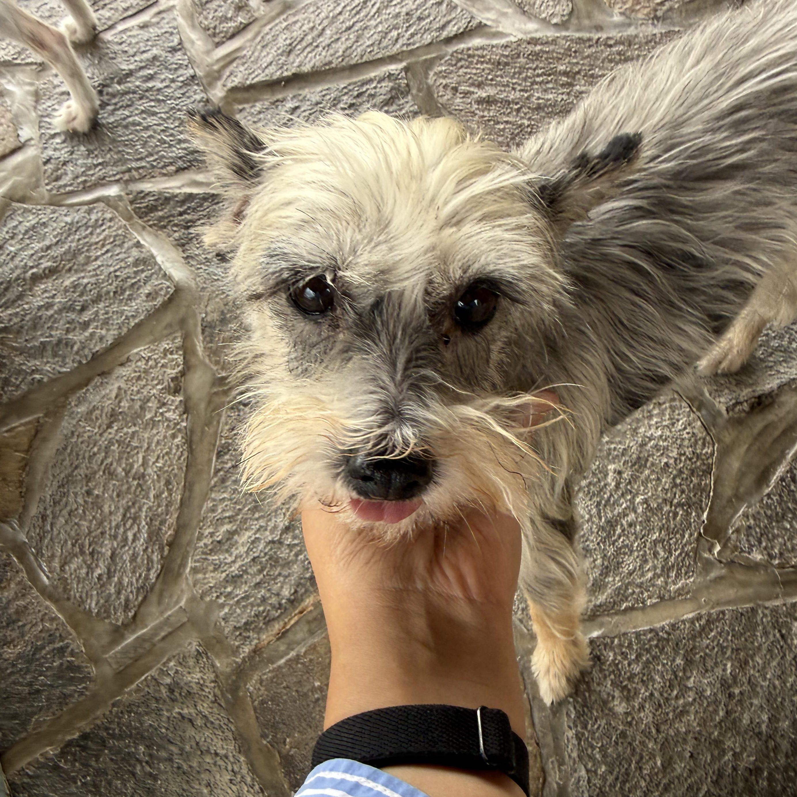 Concha, a ADOPTABLE mixed breed in Sherwood, OR image 1/6