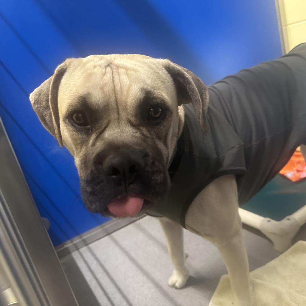 Ruth, Adoptable, Adult Female Boxer.