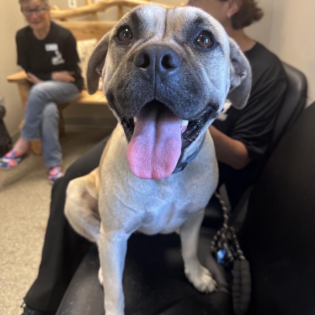 Ruth, a Adoptable Boxer in Blue Ridge, GA image 2/3