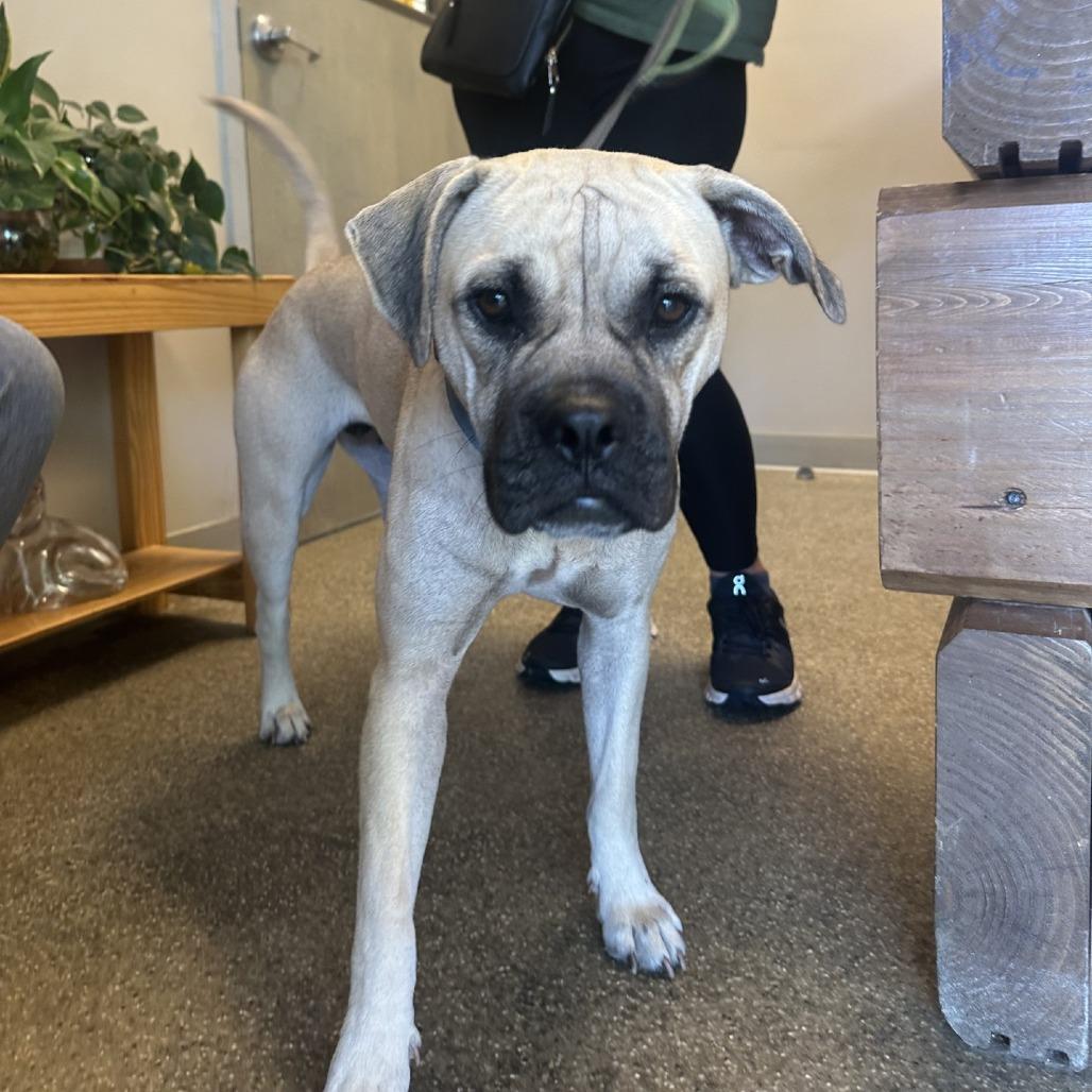 Ruth, a Adoptable Boxer in Blue Ridge, GA image 3/3