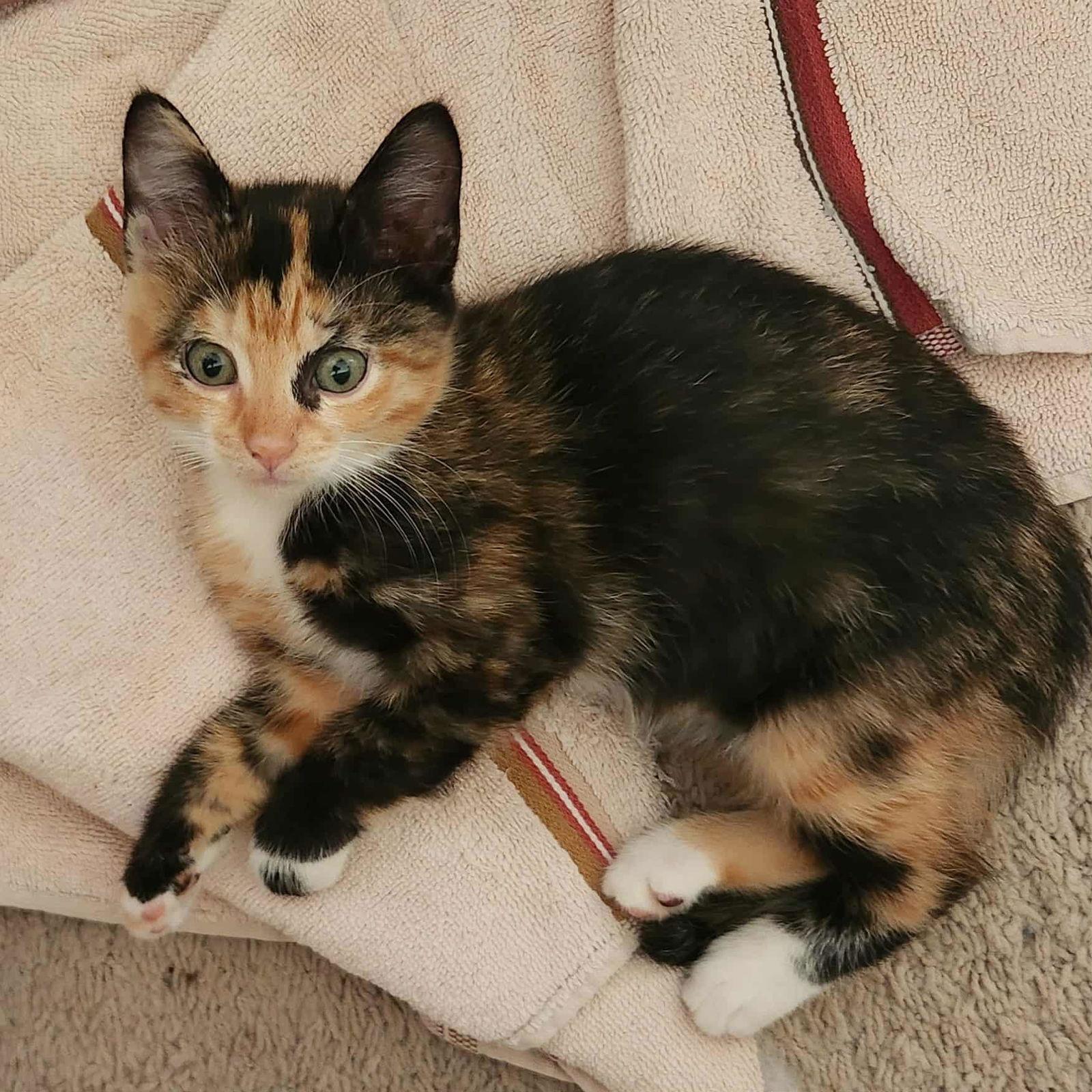 Dory, Adopted, Young Female Domestic Short Hair.