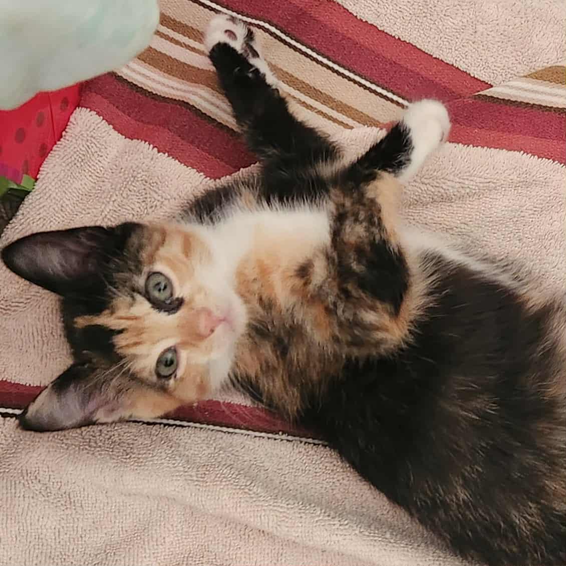 Enlarge Dory, a Adopted Domestic Short Hair in Charleston, SC image 2/3