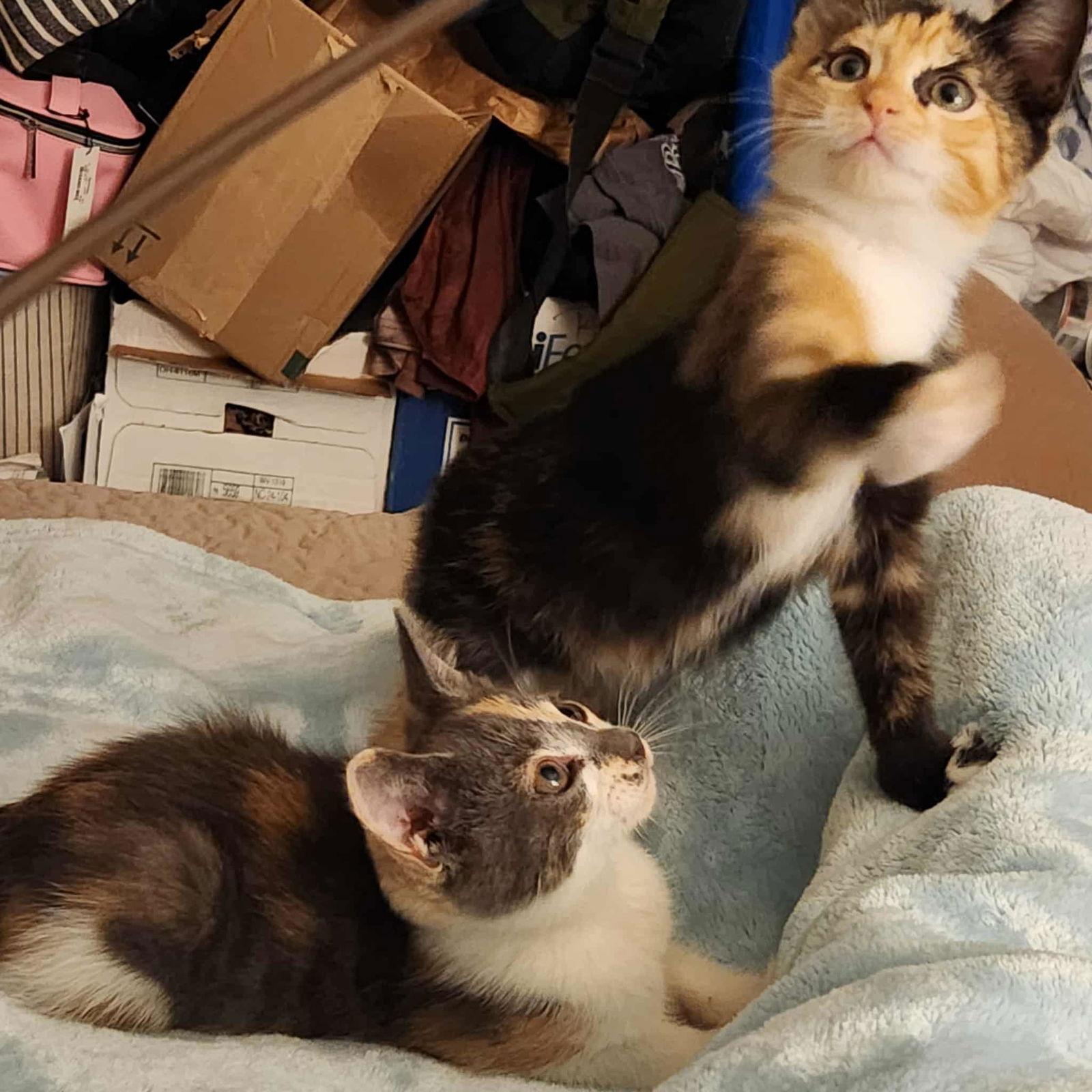 Enlarge Dory, a Adopted Domestic Short Hair in Charleston, SC image 3/3