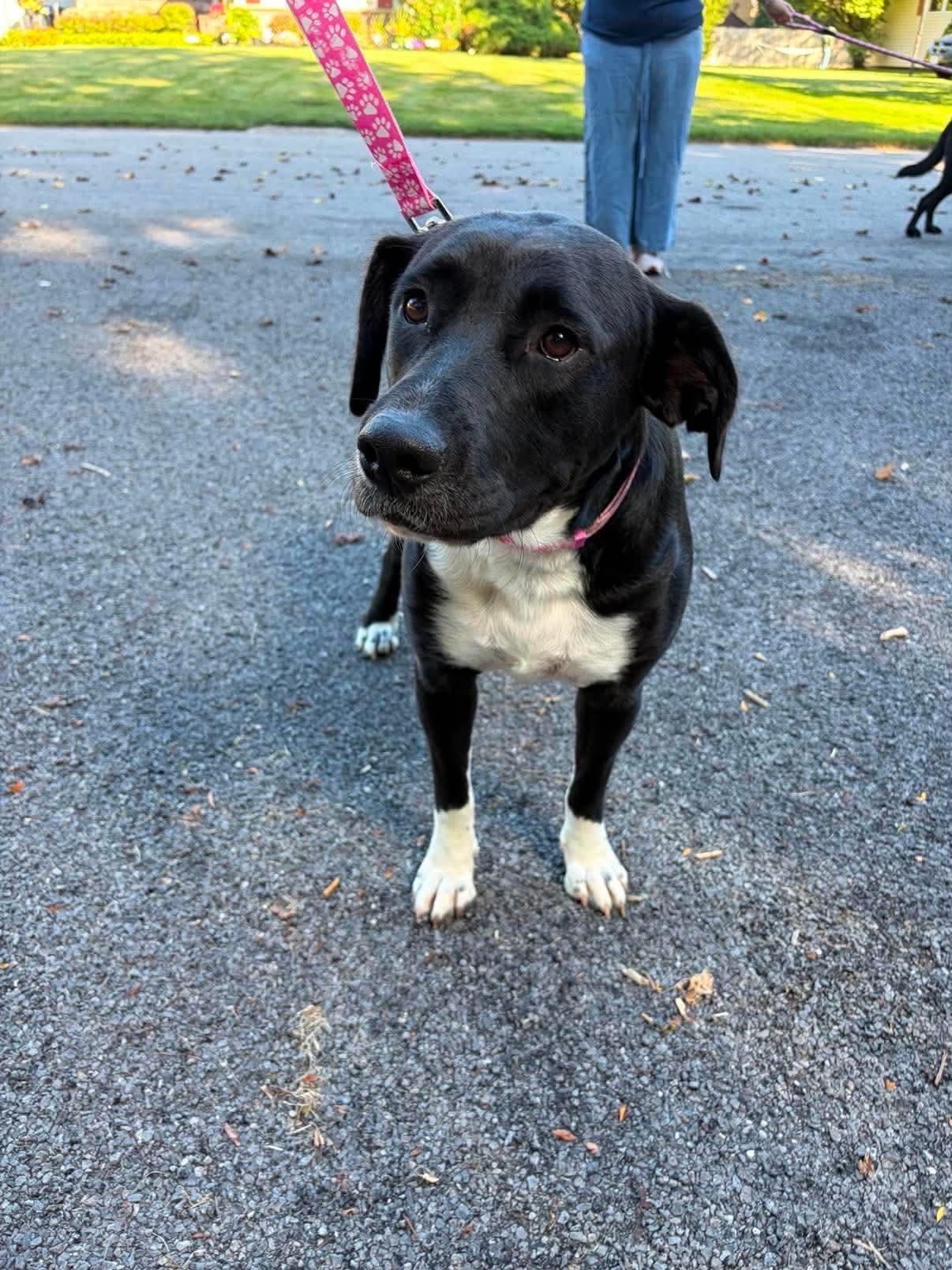 Enlarge Ally, a Adopted Mixed Breed in Rochester , NY image 2/5