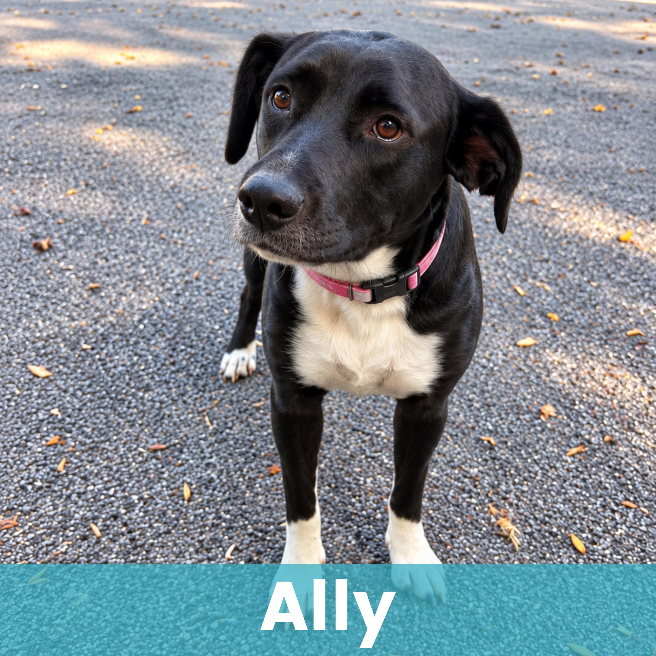 Ally, Adopted, Young Female Mixed Breed.