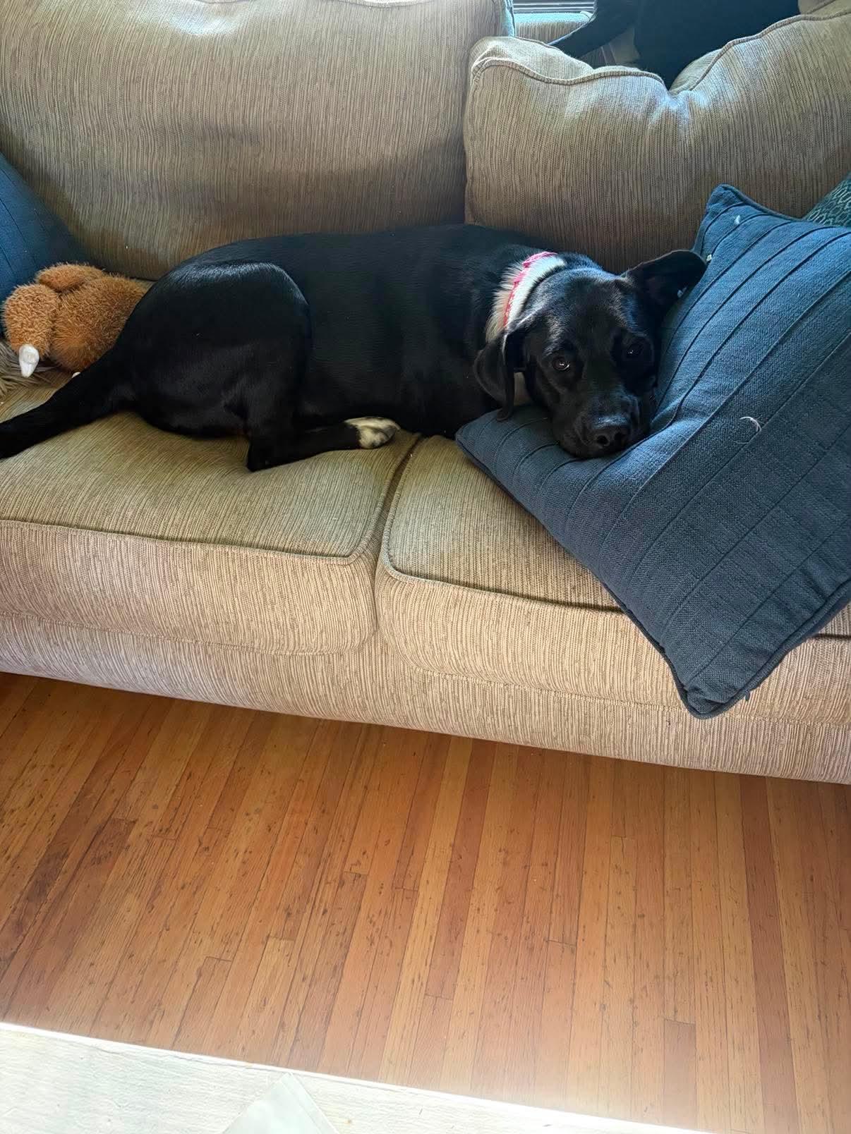 Enlarge Ally, a Adopted Mixed Breed in Rochester , NY image 5/5