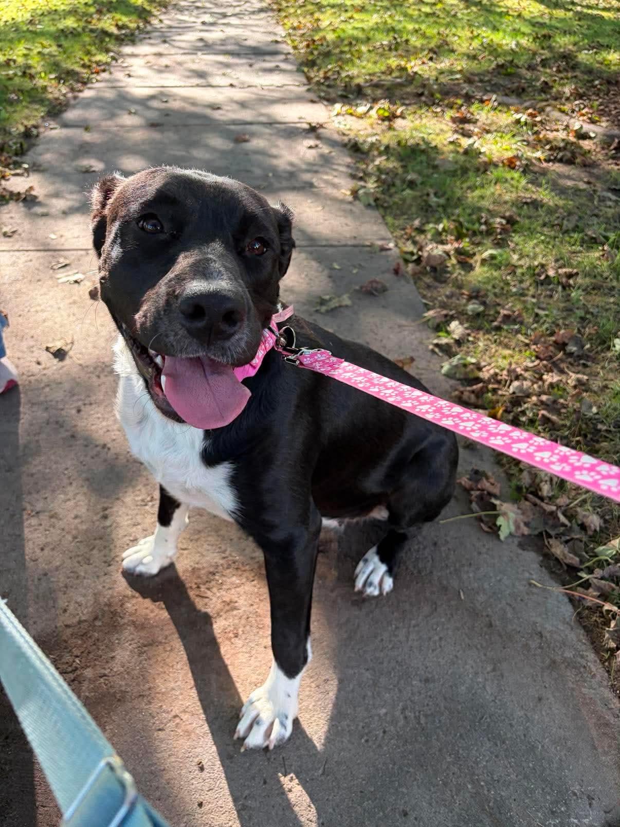 Enlarge Ally, a Adopted Mixed Breed in Rochester , NY image 3/5