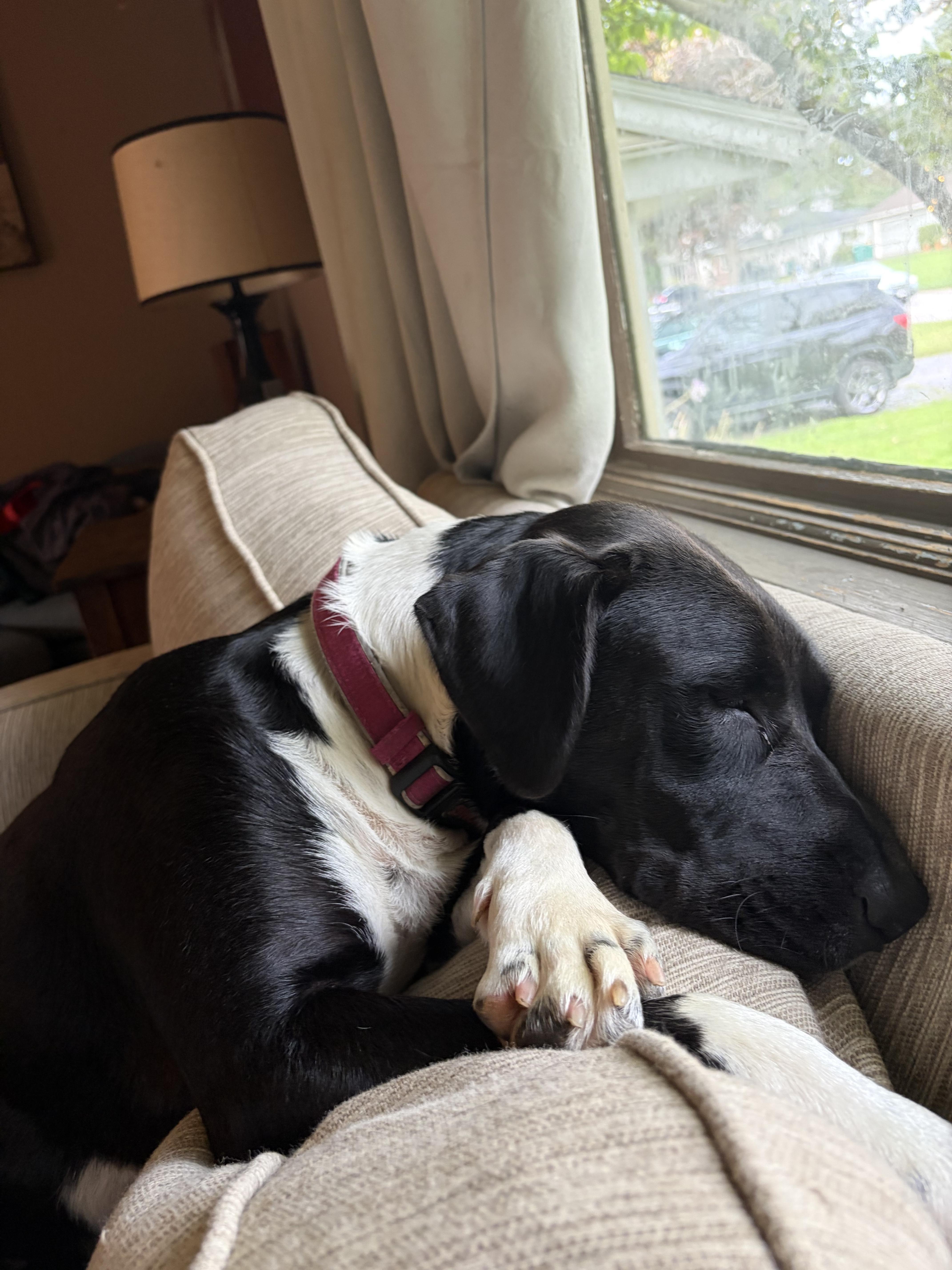 Enlarge Ally, a Adopted Mixed Breed in Rochester , NY image 4/5