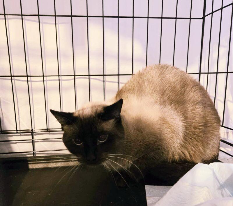 Gus, Adoptable, Adult Male Siamese.