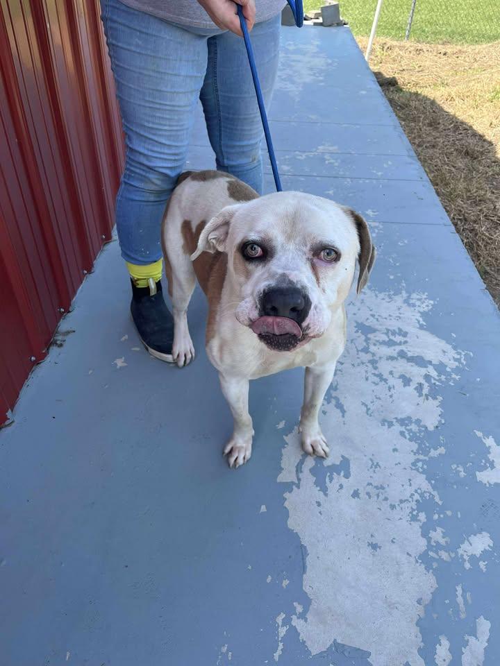 Butch, Adoptable, Adult Male Mixed Breed.