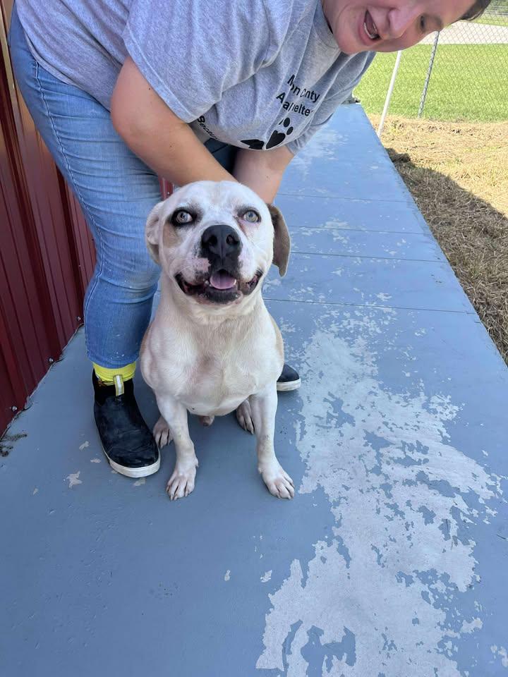 Enlarge Butch, a Adoptable Mixed Breed in Mullins, SC image 2/2