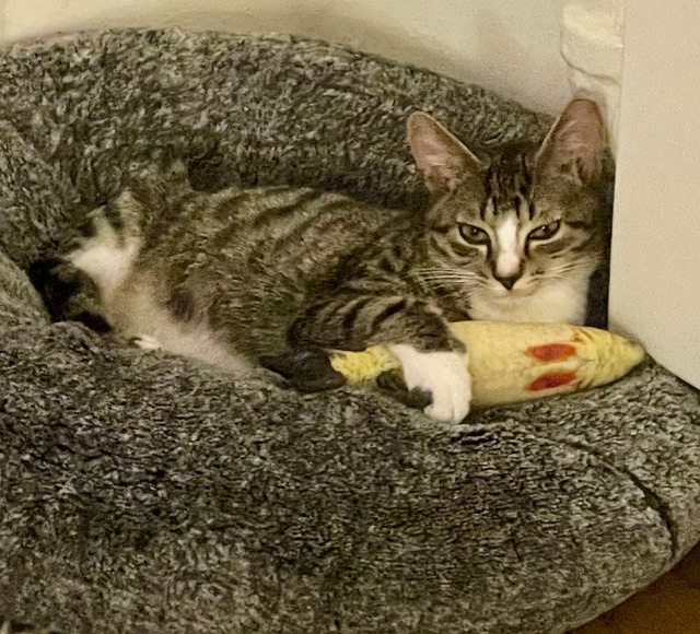 Enlarge Remy, a Adoptable Domestic Short Hair in New York, NY image 2/6