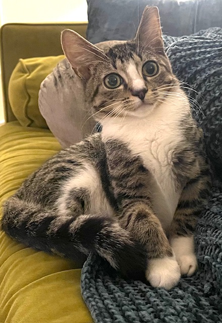 Enlarge Remy, a Adoptable Domestic Short Hair in New York, NY image 1/6