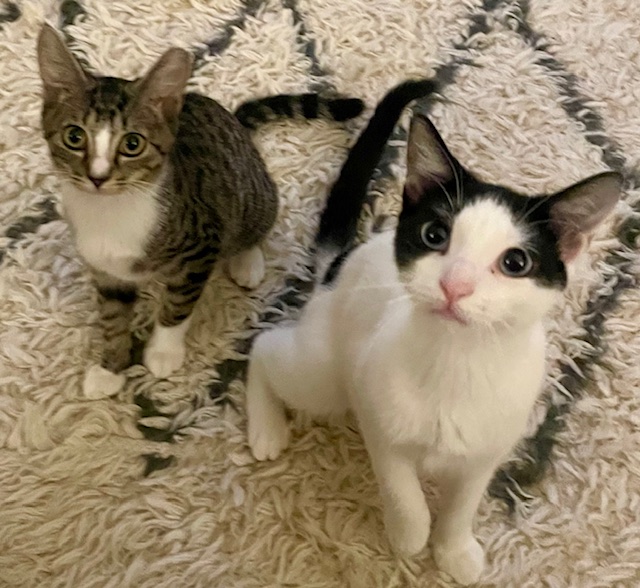 Enlarge Remy, a Adoptable Domestic Short Hair in New York, NY image 3/6