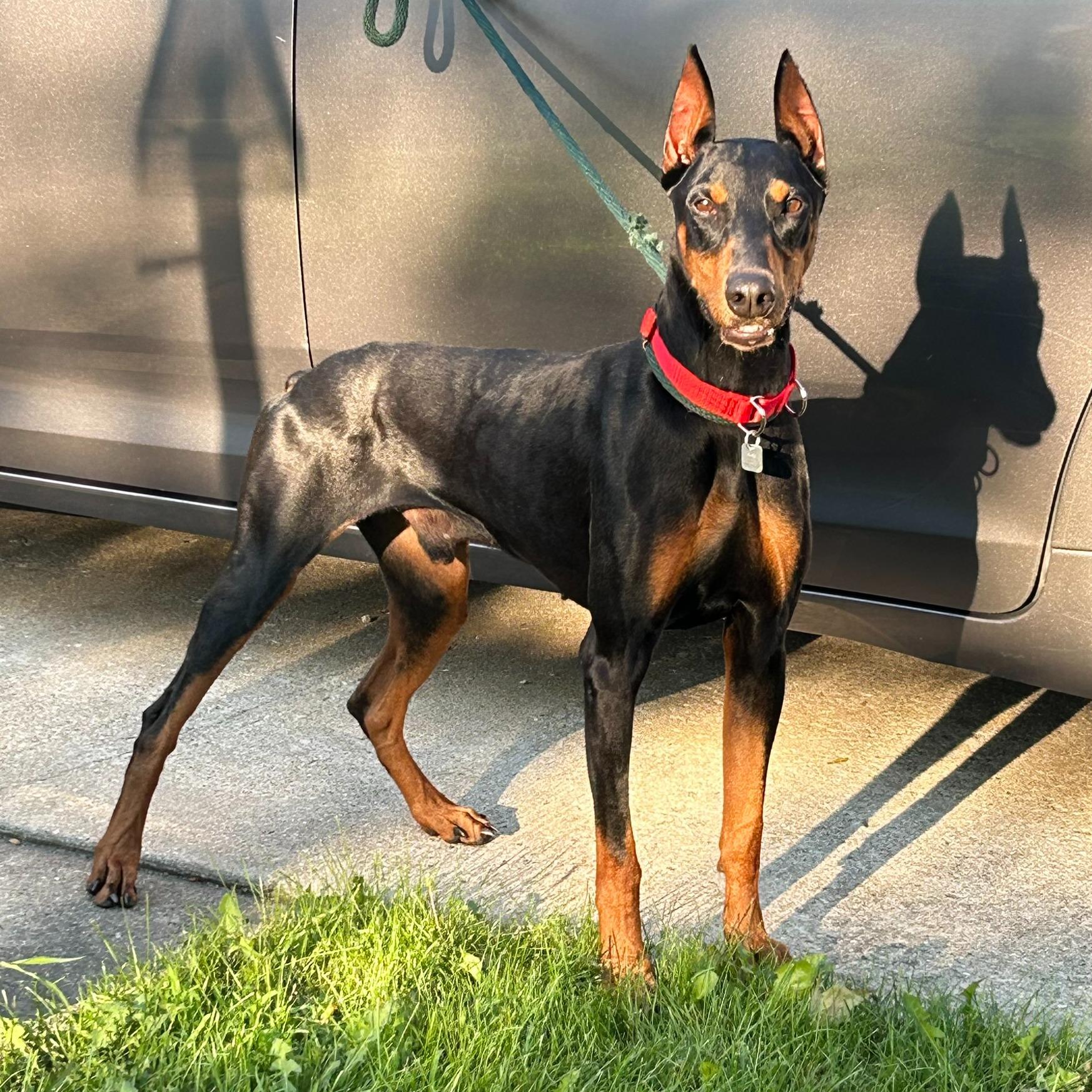 Rosco