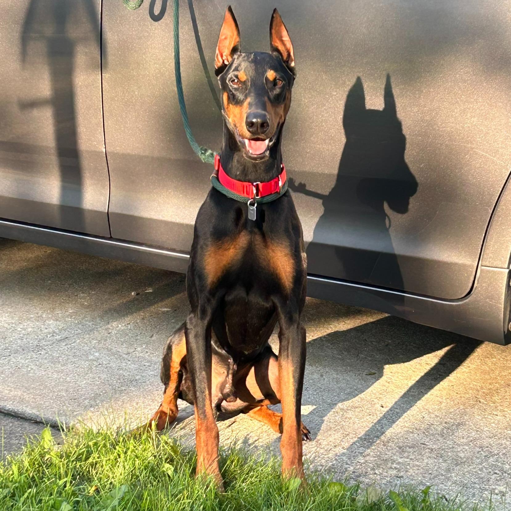 Rosco 6