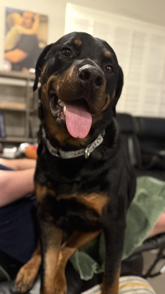 Wilcox, Adoptable, Adult Male Rottweiler.