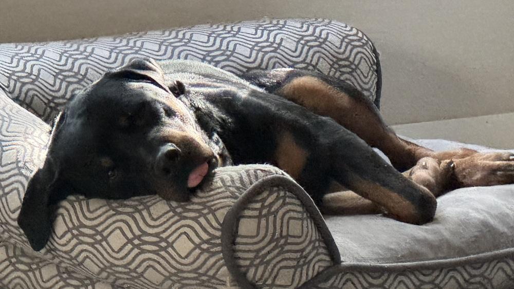 Enlarge Wilcox, a Adoptable Rottweiler in Gilbert, AZ image 3/6