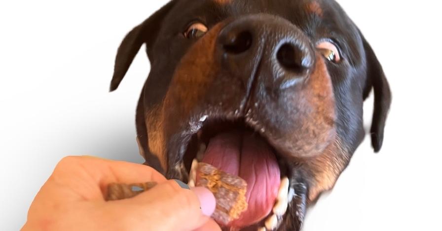 Enlarge Wilcox, a Adoptable Rottweiler in Gilbert, AZ image 4/6