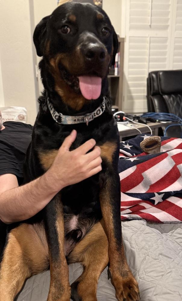 Wilcox, Adoptable, Adult Male Rottweiler.
