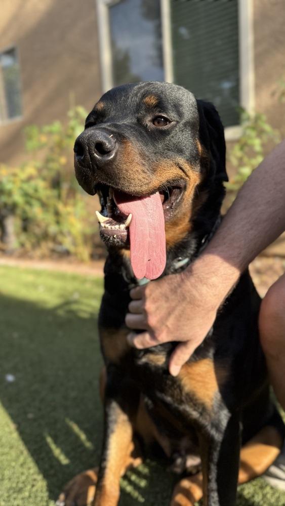 Enlarge Wilcox, a Adoptable Rottweiler in Gilbert, AZ image 6/6
