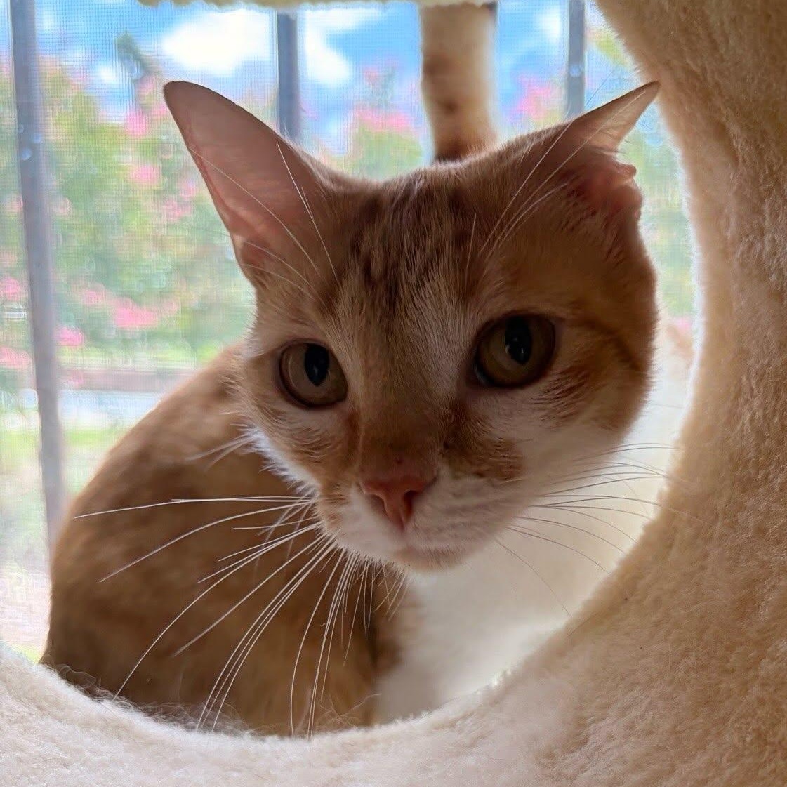 Mabie at Fat Cat Books, ADOPTABLE, Young Female Domestic Short Hair.